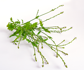 Verveine officinale