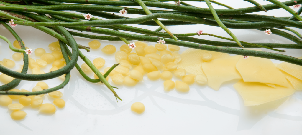 Candelila Wax Skin Benefits, See why we love this BOMB Ingredient in our  Whipped Body Butter! Candelilla wax is a natural vegetable wax derived from  the leaves of the small