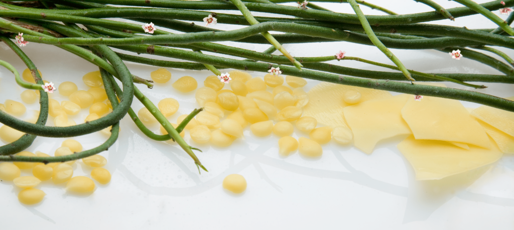 Candelilla wax, Vegetable Wax, Plant Wax, Natural Wax