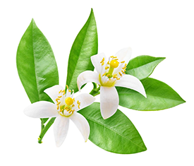 Eau de fleur d'oranger — Wikipédia