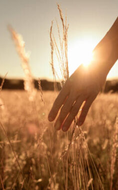 Woman touching the grass with the hand at sunset. Peace, relaxation, tranquility.