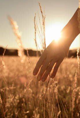 Woman touching the grass with the hand at sunset. Peace, relaxation, tranquility.